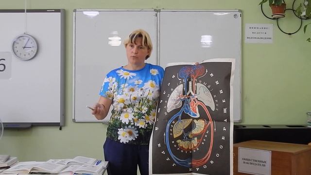 Повторяем к ЕГЭ - Круги кровообращения смотреть онлайн