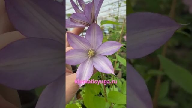 Цветение клематиса Протеус (Proteus). 2я группа обрезки смотреть онлайн
