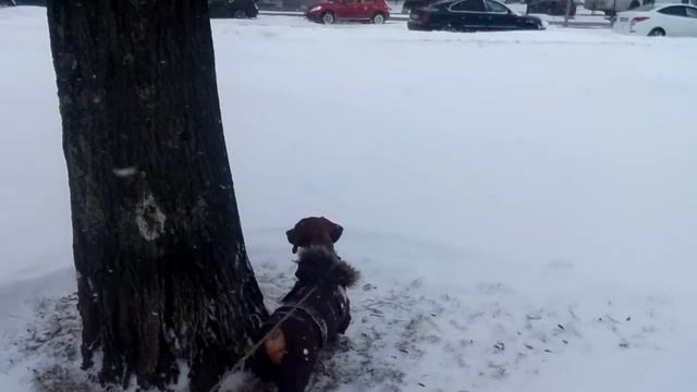 Такса в снегах смотреть онлайн