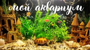 Аквариум. Рыбки. Мой аквариум. Красивая музыка. Музыка для души.