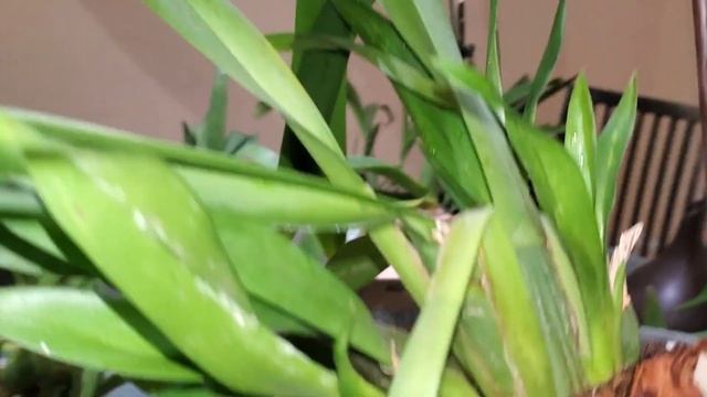 Потрясающие результаты после удобрения Гуано. Июнь 2021. смотреть онлайн