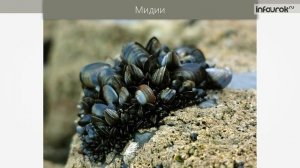 Цитоплазматическая наследственность | Биология 10 класс #30 | Инфоурок