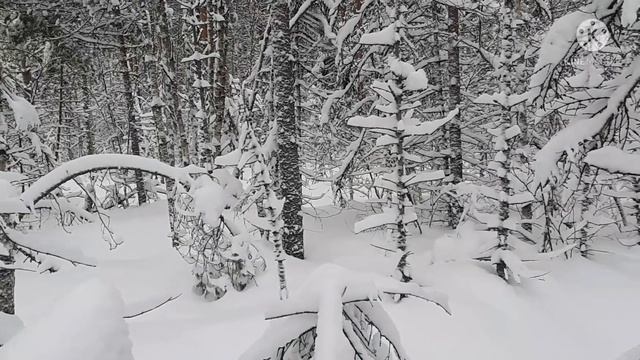 С полем! Охота волков. смотреть онлайн