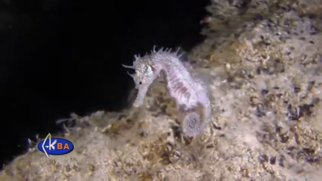 Рыбы Черного моря Морской конек смотреть онлайн