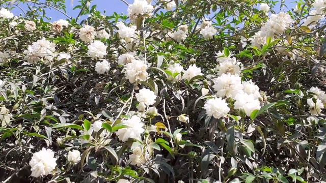 Rose Vine||white Climbing Roses||climbing Roses
