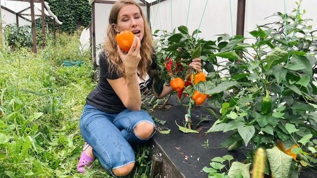 Самый урожайный, ранний и толстостенный перец | Какой сладкий перец посеять на рассаду смотреть онлайн