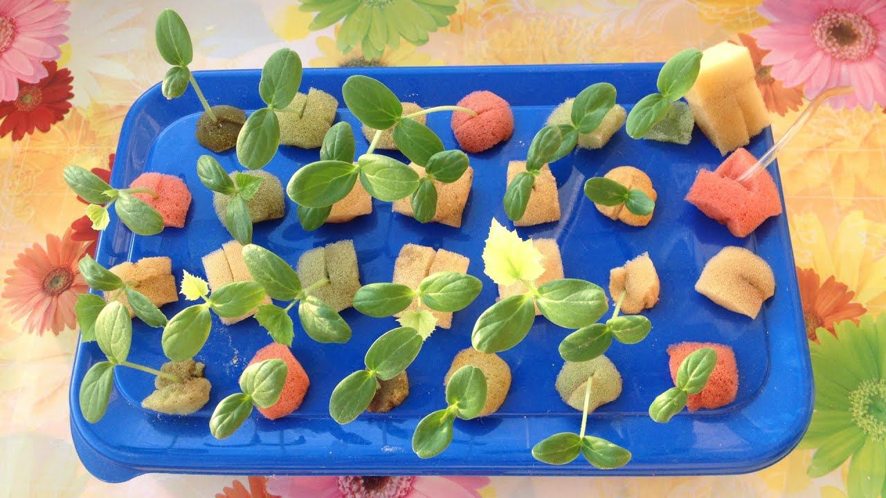 Гидропоника дома. Огород на балконе. Начало, март 2020 г. смотреть онлайн