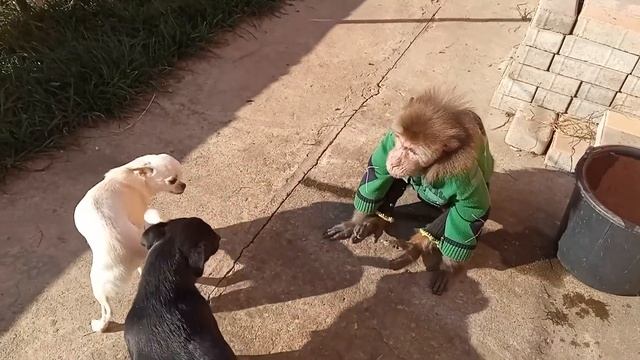 Обезьяна макака резус Гоша, бегает за собачками смотреть онлайн
