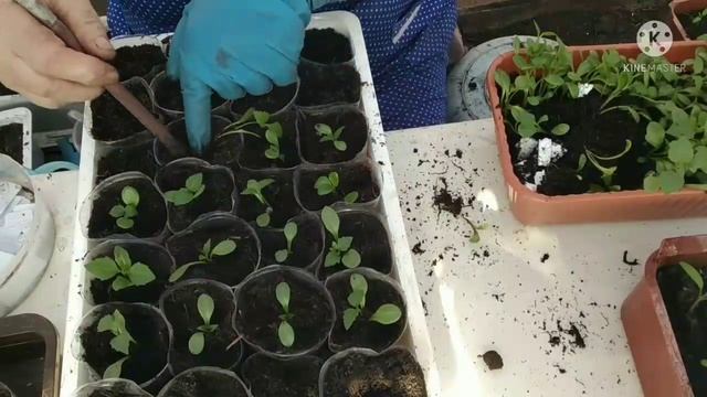 Пикируем однолетние георгины Опера.