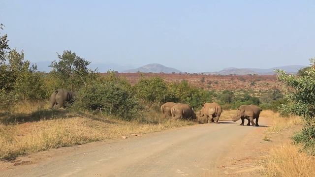 Biggest Kruger National Park Rhino Road Block Ever смотреть онлайн