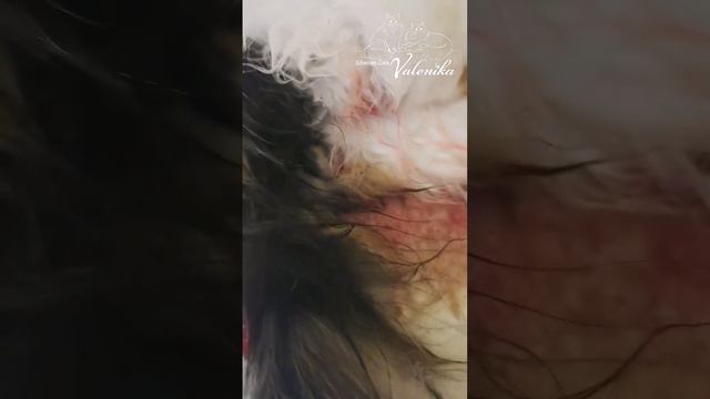 Роды у сибирской кошки. смотреть онлайн