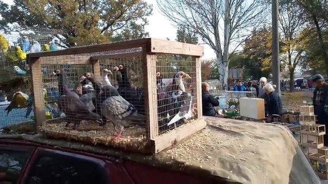 Выставка птиц и др. животных. Мелитополь. смотреть онлайн