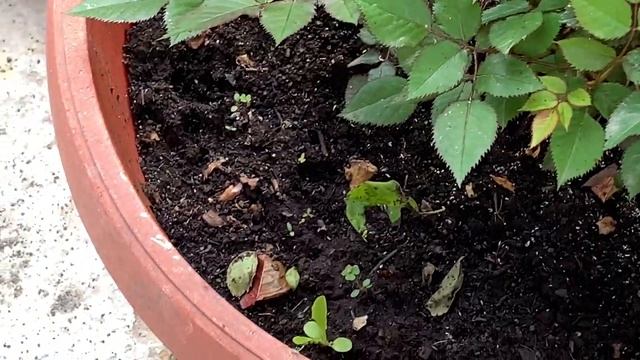 Обрабатываем розы от тли, купили препарат. смотреть онлайн