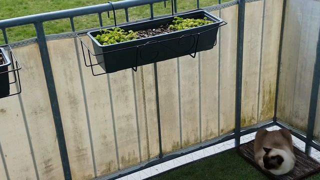 37. Цветет голубика на балконе. Что будет с огородом на балконе? смотреть онлайн