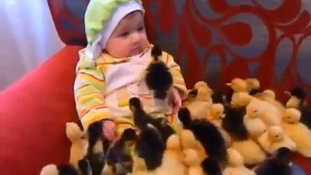Ребенок и утята