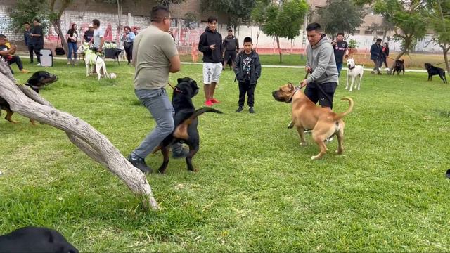 PERROS PODEROSOS coinciden en el mismo parque 🙉 ¿Cual se impone sobre todos? ❌❌❌ смотреть онлайн