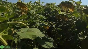 НСХ 6006 и Сумико HTS на одном поле.  Гибриды подсолнечника под экспресс технологию.