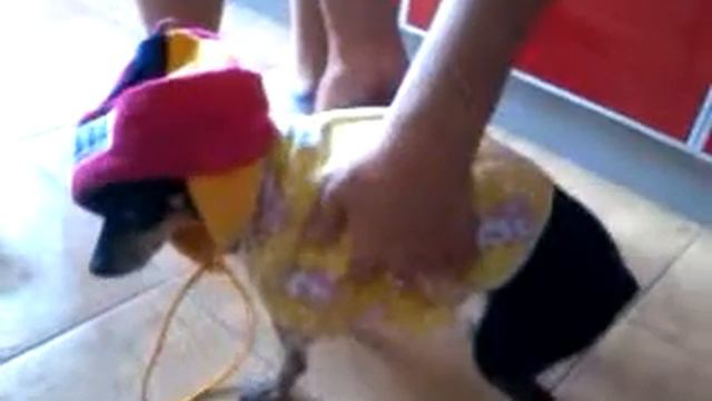Смешная собачка смотреть онлайн