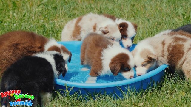 ХВОСТАТЫЕ И СМЕШНЫЕ: ВЕСЁЛАЯ ВИДЕОПОДБОРКА ПРО ЖИВОТНЫХ/ НОВЫЕ ПРИКОЛЫ 2023 / СМЕШНЫЕ ЖИВОТНЫЕ #8 смотреть онлайн