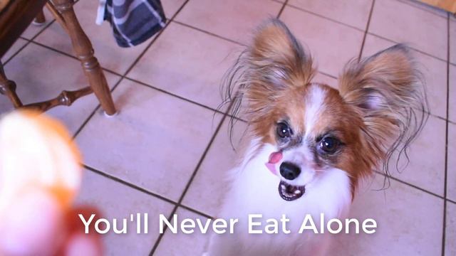 What It's Like to Have a Papillon // Percy the Papillon Dog смотреть онлайн