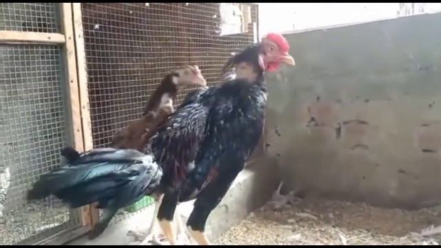 Hera Pair Java Pair Thai Pair Shamoo Pair Miawali pir Silver Sabrite Bantum Har Nasal ky Murgay смотреть онлайн