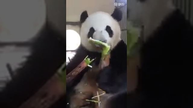 Панда с огромным аппетитом перекусывает бамбуком смотреть онлайн