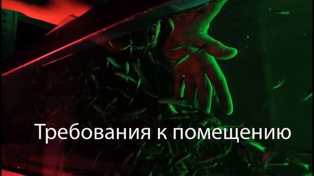 Требование к помещению для фиш спа смотреть онлайн