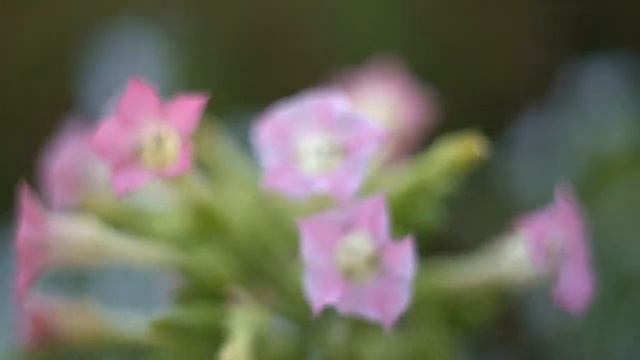 ЦВЕТЫ ДЛЯ ЛЮБИМОЙ смотреть онлайн