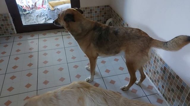 Саркоптоз легко лечится ивермеком. #палван #animalshelter  #dogsshelter