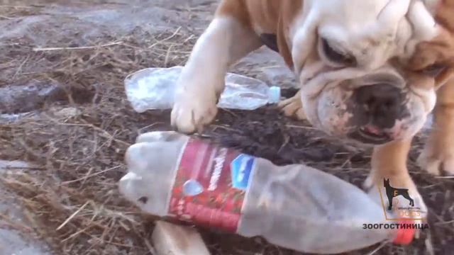 Передержка ForDogs наш гость -   английский бульдог Марсель