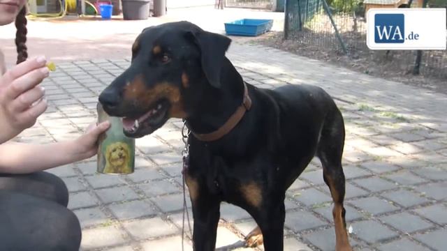 Tierheim Hamm: Kalle sucht ein neues Zuhause смотреть онлайн