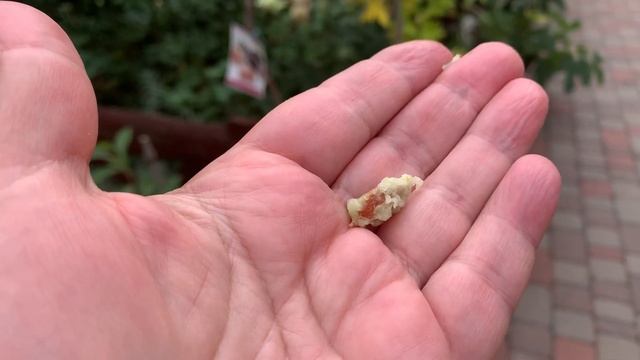 Зизифус Та-Ян-Цзао и Конфетный в Киевской обл , дегустация смотреть онлайн