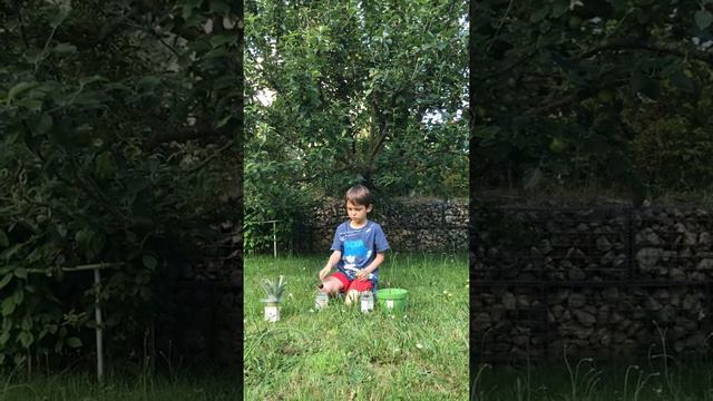 Как вырастить Авокадо в домашних условиях. смотреть онлайн