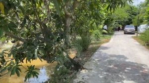 Традиции Вьетнама, очередной день в деревне. Вьетнам 2020/ Vlog/    #вьетнам2020 #vietnam