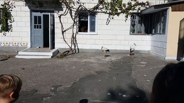 Ручные аисты на Измаильской станции юных натуралистов смотреть онлайн