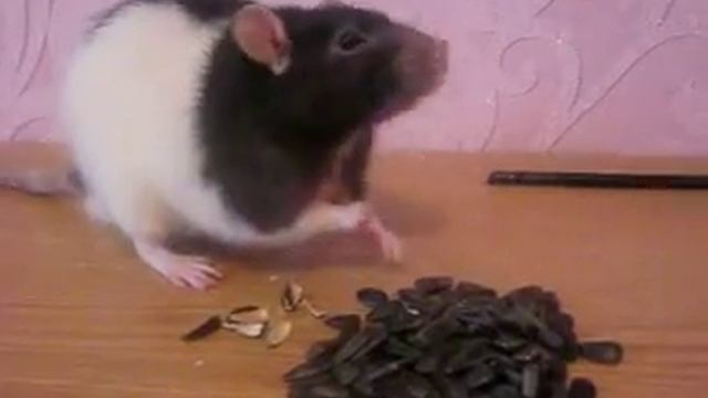 Крыса издает непонятные звуки Что с крысой ЗВУК КРЫСЫ ПИСК КРЫСЫ Домашние крысы Декоративная крыса смотреть онлайн