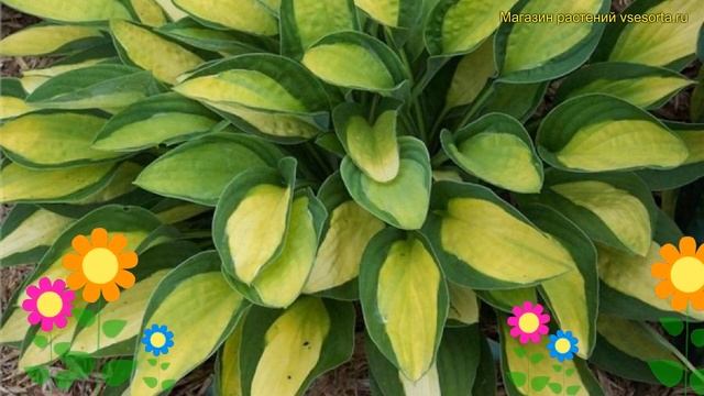 Хоста гибридная Джипси Роуз. Краткий обзор, описание характеристик hosta hybrida Gypsy Rose смотреть онлайн