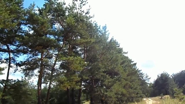 A Walk In The Forest ПРОГУЛКА В ЛЕСУ ОНЛАЙН