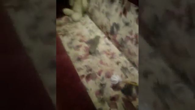 4 Лайфхака для вашей КОТЕЙКИ♥♥♥ смотреть онлайн