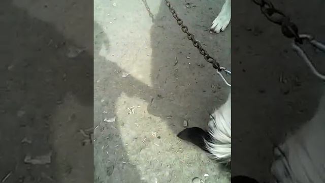 Как научить кавказскую овчарка или любую собаку сидеть. смотреть онлайн