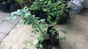 Обзор состояния саженцев голубики в Краснодарском крае.