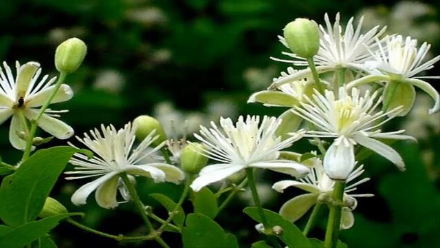 Clematis - Clemátide (Clematis vitalba) Propiedades Medicinales смотреть онлайн