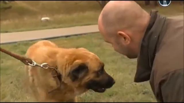 Планета собак. Хотошо. Бурят монгольский волкодав. смотреть онлайн