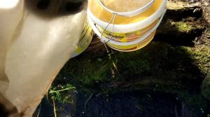 Ловля дафнии.