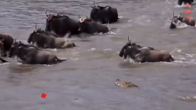 Хищники атакуют на водопое. Самые эпичные битвы диких животных "за 5 минут" смотреть онлайн