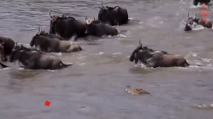 Хищники атакуют на водопое. Самые эпичные битвы диких животных "за 5 минут"