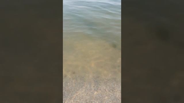 Медузы Кирилловки! Ядовитые медузы!23.08.2021года смотреть онлайн