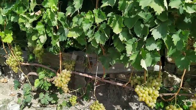 Виноград Божий дар, на винограднике Лисовенко смотреть онлайн