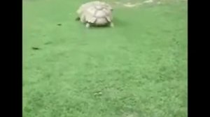 Дружба это не работа! (Песня)