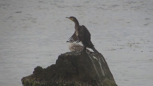 Баклан и чайка. Сентябрь 2017 смотреть онлайн